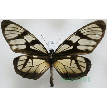 Lycorea ilione Cramer, 1775 Peru 95mm68